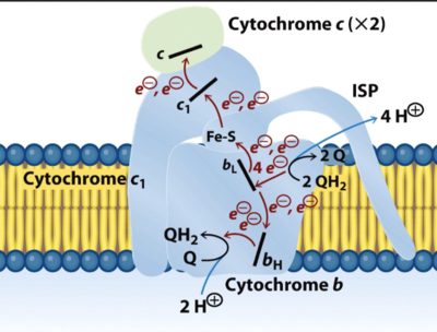 cyt c reductase.PNG