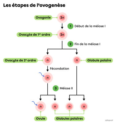 étapes ovogenèse.png