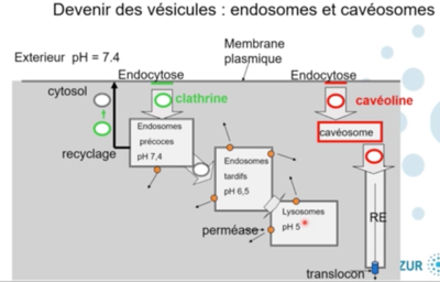 endocytose.png
