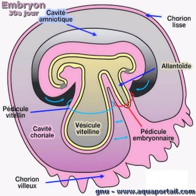 allantoide.jpg