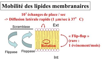 mobilité lipides.jpg
