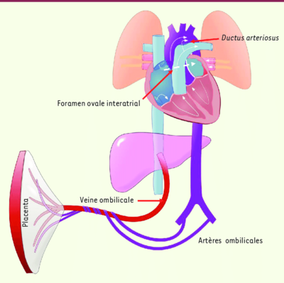 La-circulation-foetale.png
