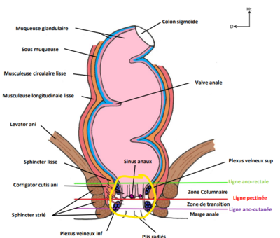 rectum périnéal .png