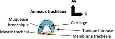 Capture d’écran trachée .jpg