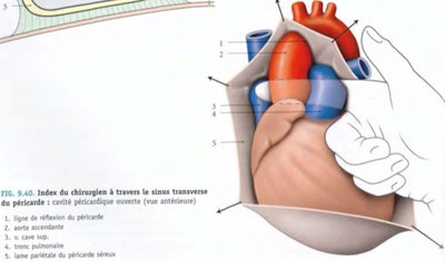 Capture d’écran récessus transverse de theile main chirurgien.jpg