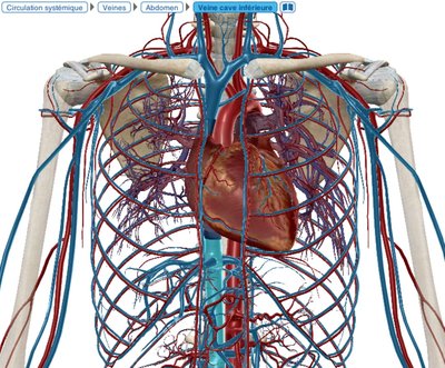Capture - Visible Body - VCI.jpg