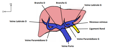 division veine porte .png