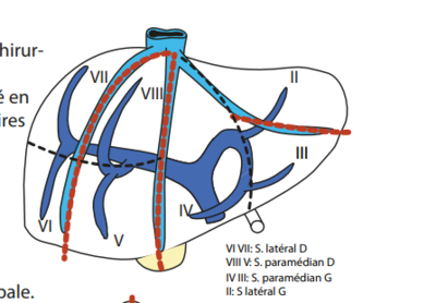 segmentation fonctionnelle .png