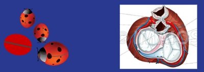 Capture d’écran diapo du live - Mémo coccinelles.jpg