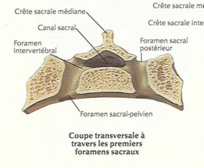 Coupe transversale du sacrum.png