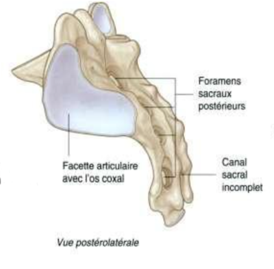 Vue postérolatérale du sacrum.png