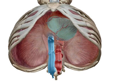 Capture DTA visible body.jpg