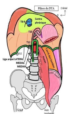 Capture DTA schéma digestif.jpg