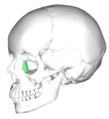 lacrymal frontal.png
