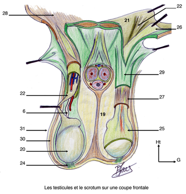 dartos schéma baqué.png