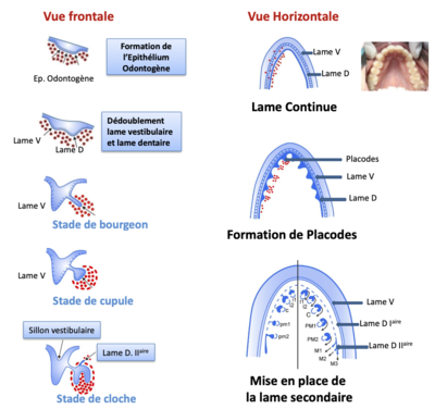 Capture d’écran 2023-02-14 à 11.06.21.png