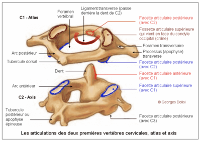 Articulation entre l'axis et l'atlas.png