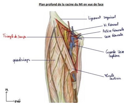 Triangle de Scarpa.jpg