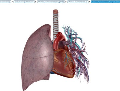 Vue antérieure - veines pulmonaires visibles.jpg