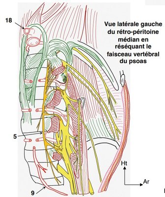 Piliers fibreux DTA.jpg