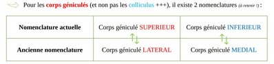 Nomenclature corps géniculés.jpg