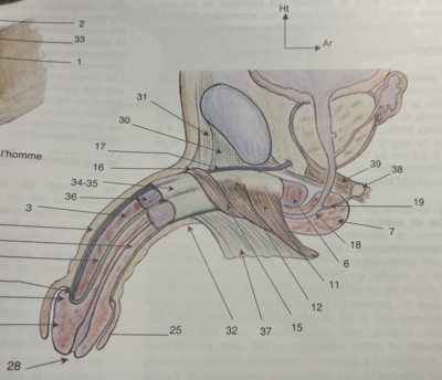 schéma Baqué bulbo-spongieux.png
