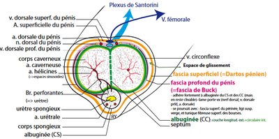 fascia superficiel de dartos.png