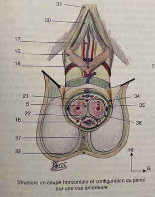 albuginée schéma Baqué .jpg