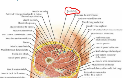 fascia lata 1 .png