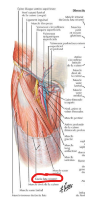 fascia lata 2 .png