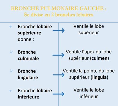 Capture pointe poumon G - lingula.jpg