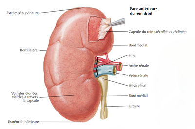 hile rénal - netter.png
