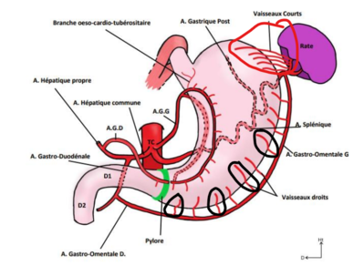 estomac vaisseaux .png