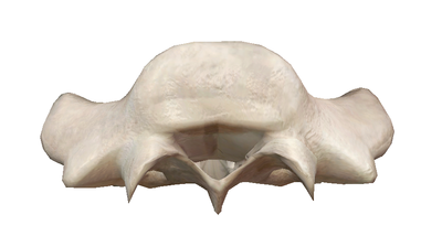 visible body - vue sup sacrum.png