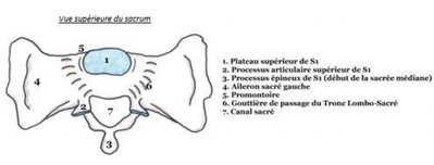 2P schéma vue su sacrum.png