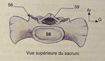 Baqué vue sup sacrum.jpg