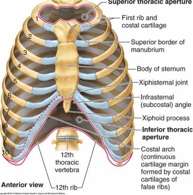 Angle Louis insertion 2ème côte.jpg