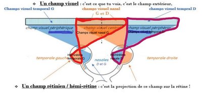 Schéma hémirétines champs visuels.jpg