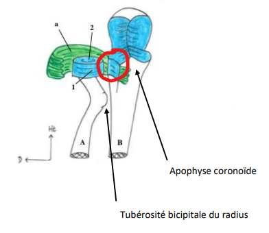 ligament annulaire .png