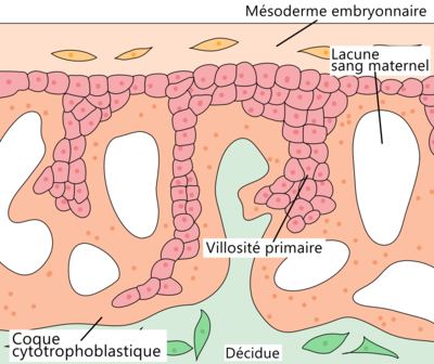 schéma dev plac 4 png.png