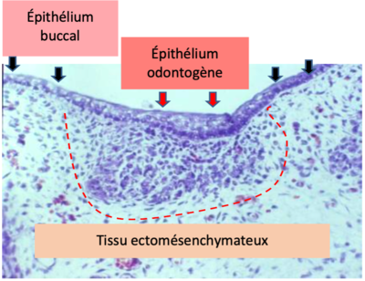 Odontogenèse 1.png