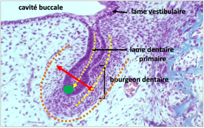 Odontogenèse 2.png