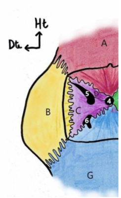 Cavité orbitaire.png