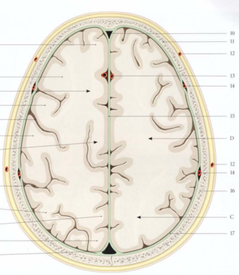 Faux du cerveau vue sup.png