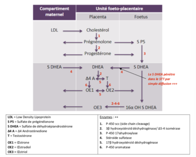 tableau sécrétion placentaire.png