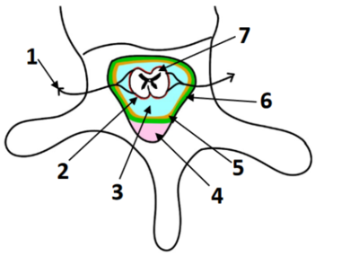 Méninges rachidiennes.png