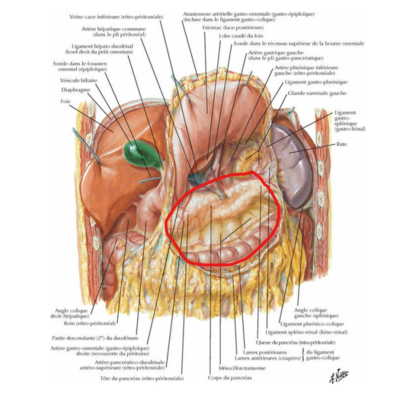 bourse omentale 1 .png