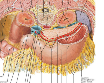 bourse omentale 2.png