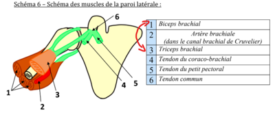 errata schéma bcieps triceps.png