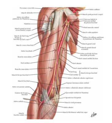 biceps chef court et long .png